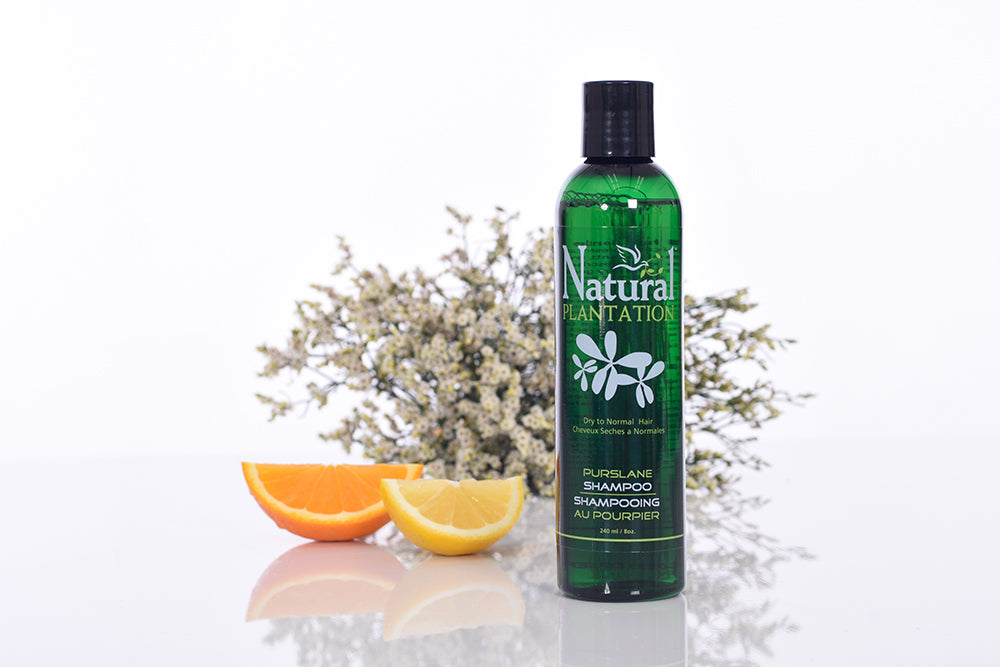 Purslane Shampoo is easily absorbed into the hair to provide a deep nourishment for soft, healthy and manageable hair.