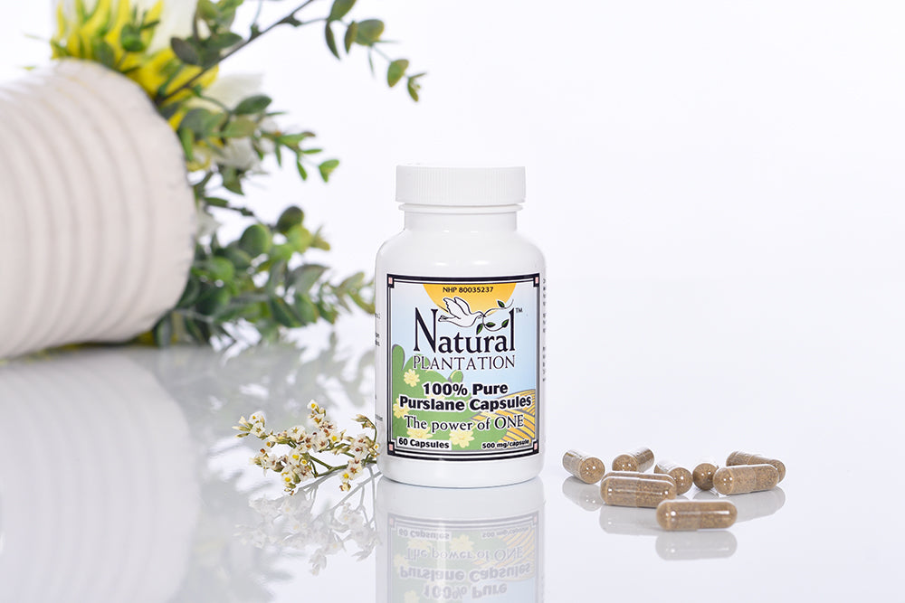 Natural Plantation uses the finest quality lab tested pure Purslane Powder in the world. Each capsule contains 500 mg of pure concentrated Purslane Powder, with NO artificial colors, preservatives, flavors or fillers added.